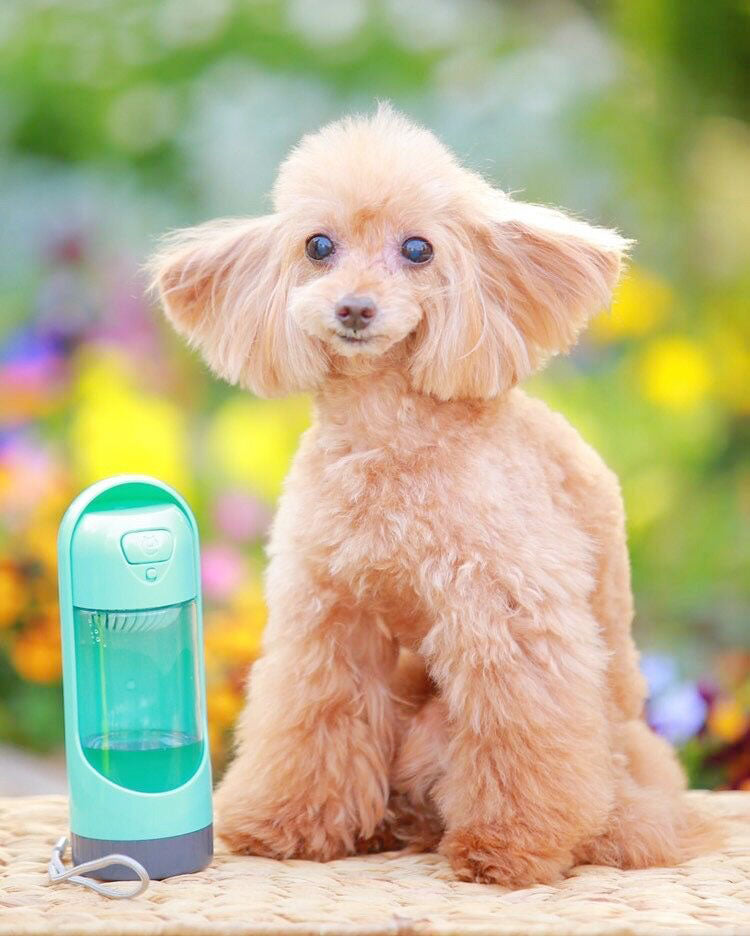 ペット用ウォーターボトルお得セット交換用 活性炭フィルター(2個付き) 緑/桜ピンク