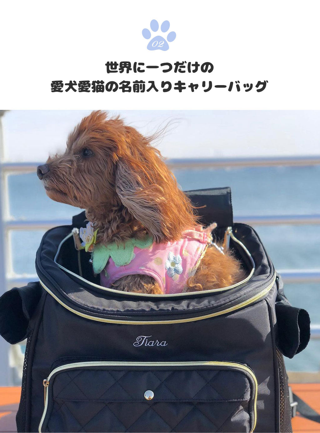 『WinSun』新作 キャリーリュック《交通機関マトラッセ》 小型犬（7kg以下）,猫（9kg以下)